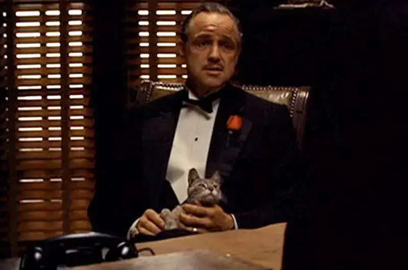 El gato de Don Vito